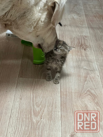 Отдам котят в хорошие руки Донецк - изображение 4