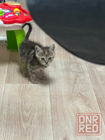 Отдам котят в хорошие руки Донецк - изображение 7