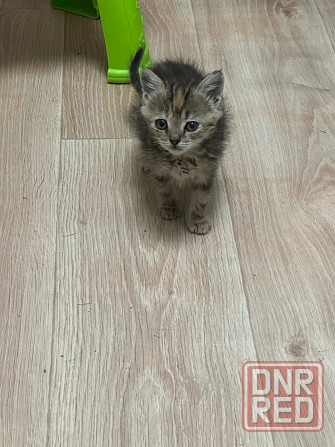 Отдам котят в хорошие руки Донецк - изображение 3