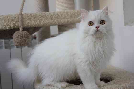 Кошечка шотландская длинношерстная Донецк