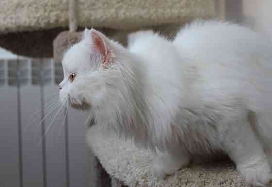 Кошечка шотландская длинношерстная Донецк