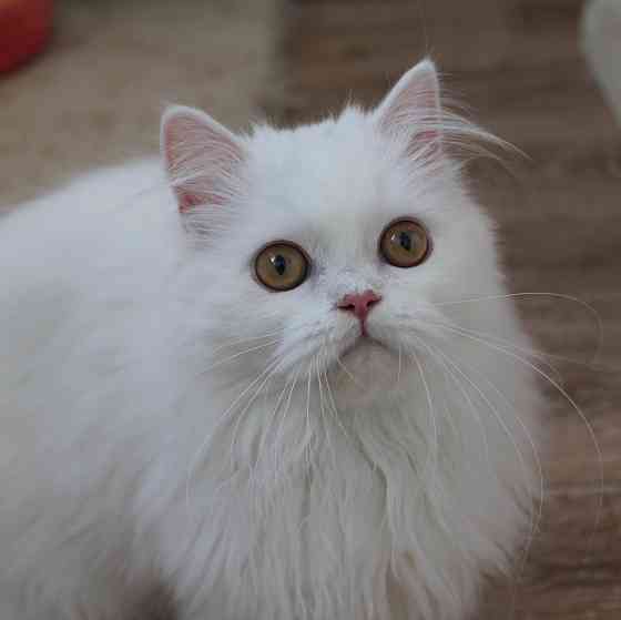 Кошечка шотландская длинношерстная Донецк