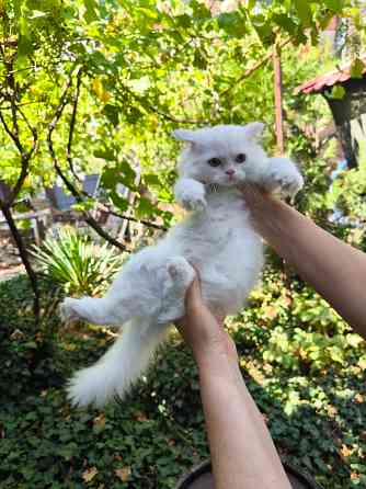 Кошечка шотландская длинношерстная Донецк