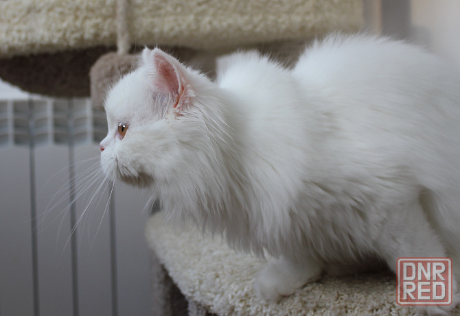 Кошечка шотландская длинношерстная Донецк - изображение 3