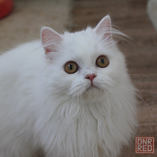 Кошечка шотландская длинношерстная Донецк - изображение 1