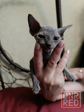 Канадский сфинкс котята Донецк - изображение 8