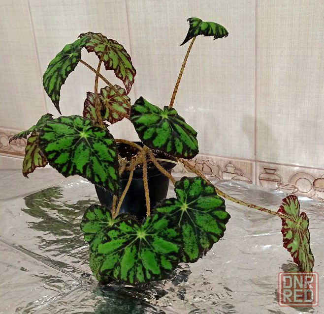 Комнатные растения Донецк - изображение 1