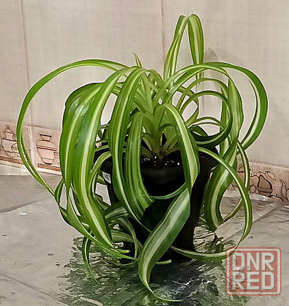 Комнатные растения Донецк - изображение 3