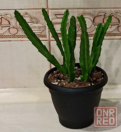 Комнатные растения Донецк - изображение 4