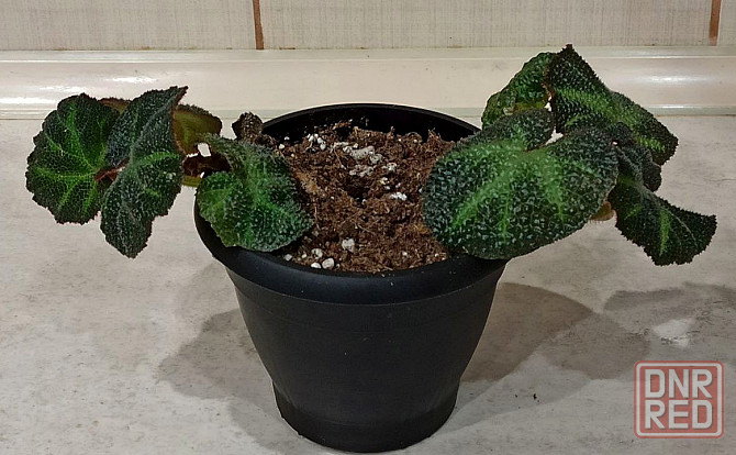 Комнатные растения Донецк - изображение 2