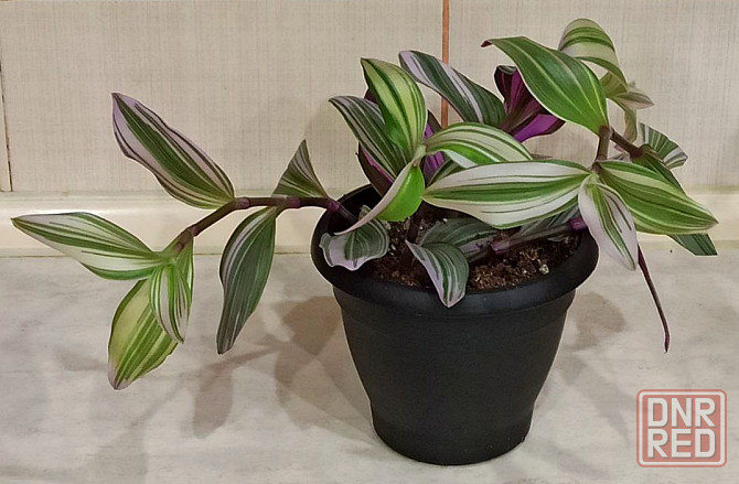 Комнатные растения Донецк - изображение 5