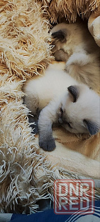 Сиамские котята Донецк - изображение 4