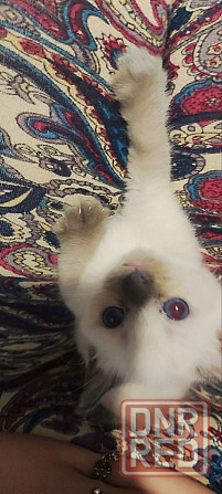 Сиамские котята Донецк - изображение 3