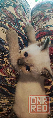 Сиамские котята Донецк - изображение 2