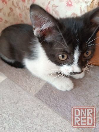 Отдам котят в надёжные руки Донецк - изображение 2
