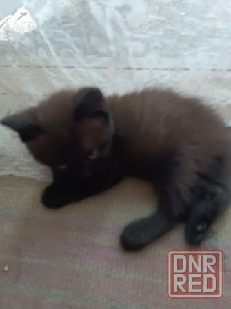 Отдам котят в надёжные руки Донецк - изображение 5