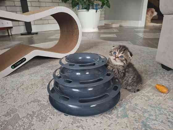 Шотландские котята Донецк