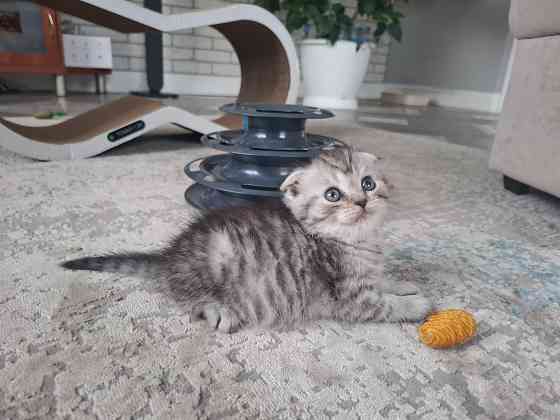 Шотландские котята Донецк