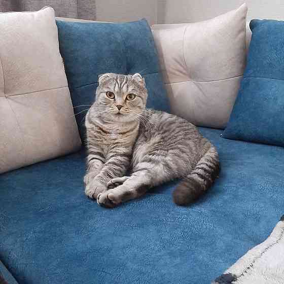 Шотландские котята Донецк