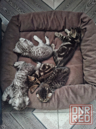Шотландские котята Донецк - изображение 3