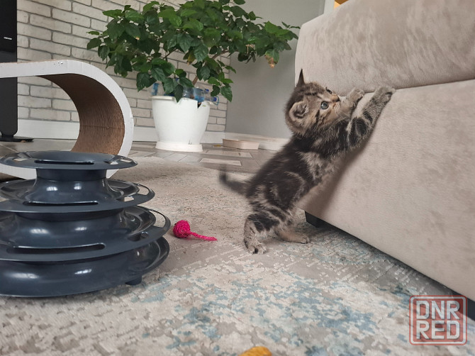 Шотландские котята Донецк - изображение 7