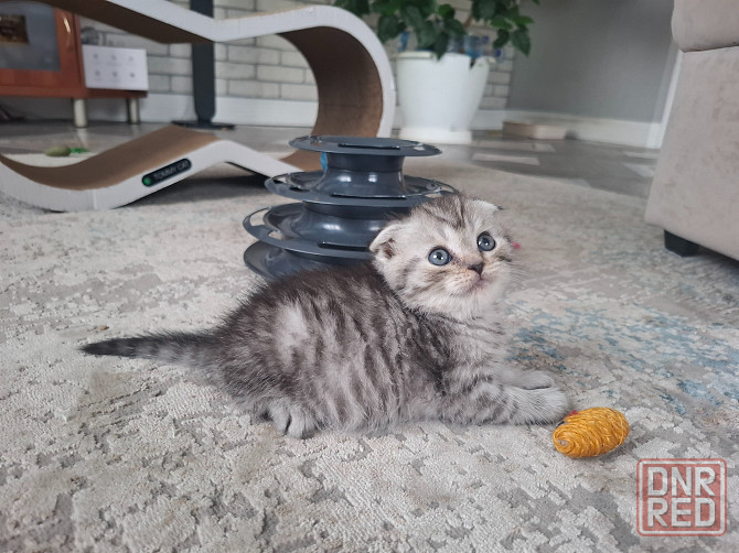 Шотландские котята Донецк - изображение 6