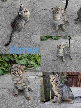 Отдадим котят в хорошие руки Донецк