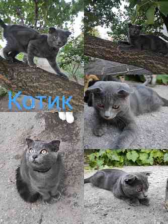 Отдадим котят в хорошие руки Донецк