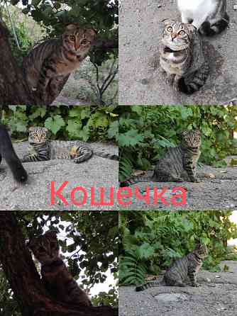 Отдадим котят в хорошие руки Донецк