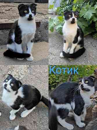 Отдадим котят в хорошие руки Донецк