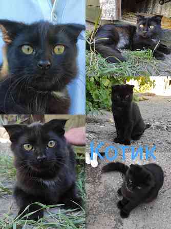 Отдадим котят в хорошие руки Донецк