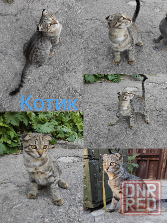 Отдадим котят в хорошие руки Донецк - изображение 6
