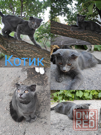 Отдадим котят в хорошие руки Донецк - изображение 1