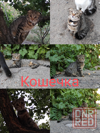 Отдадим котят в хорошие руки Донецк - изображение 3
