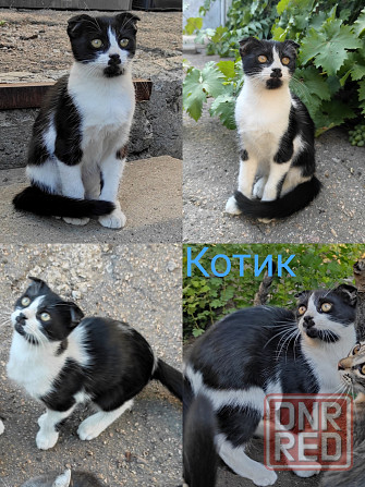 Отдадим котят в хорошие руки Донецк - изображение 2