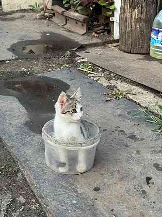 Отдам кошечку в добрые руки Донецк