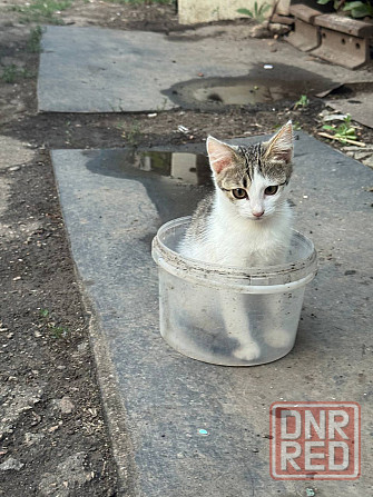 Отдам кошечку в добрые руки Донецк - изображение 3