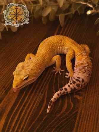 Эублефар Super Hypo het Tremper Albino Донецк
