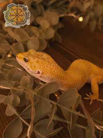 Эублефар Super Hypo het Tremper Albino Донецк