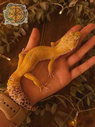 Эублефар Super Hypo het Tremper Albino Донецк