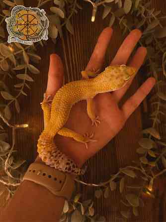 Эублефар Super Hypo het Tremper Albino Донецк