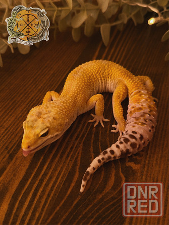 Эублефар Super Hypo het Tremper Albino Донецк - изображение 3