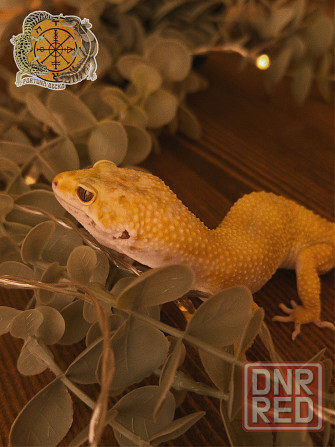 Эублефар Super Hypo het Tremper Albino Донецк - изображение 2
