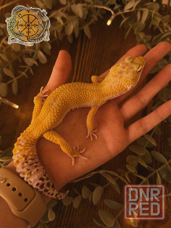 Эублефар Super Hypo het Tremper Albino Донецк - изображение 5