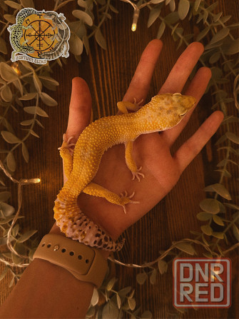 Эублефар Super Hypo het Tremper Albino Донецк - изображение 4