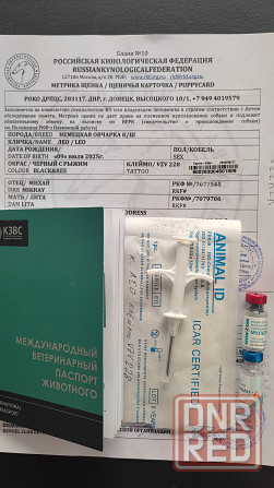 Продаю 2-х месячных щенков немецкой овчарки ( два мальчика и одна девочка) Донецк - изображение 7