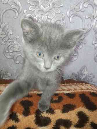 Котенок британец 1,5 мес. Донецк