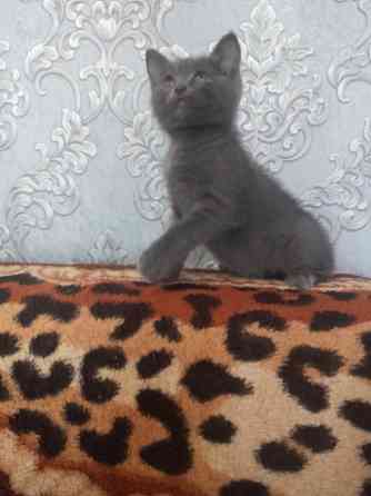 Котенок британец 1,5 мес. Донецк