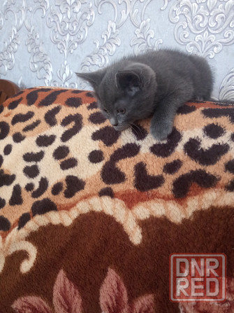 Котенок британец 1,5 мес. Донецк - изображение 5