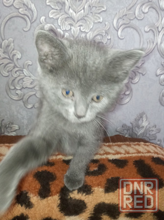 Котенок британец 1,5 мес. Донецк - изображение 4